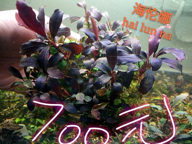 海柳价格,海柳价格，科技重塑珍稀价值，体验未来生活新潮