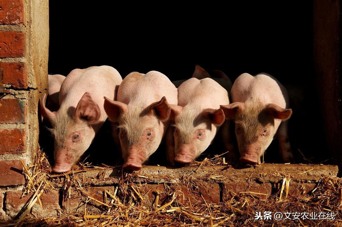 肺炎最新报告概况更新
