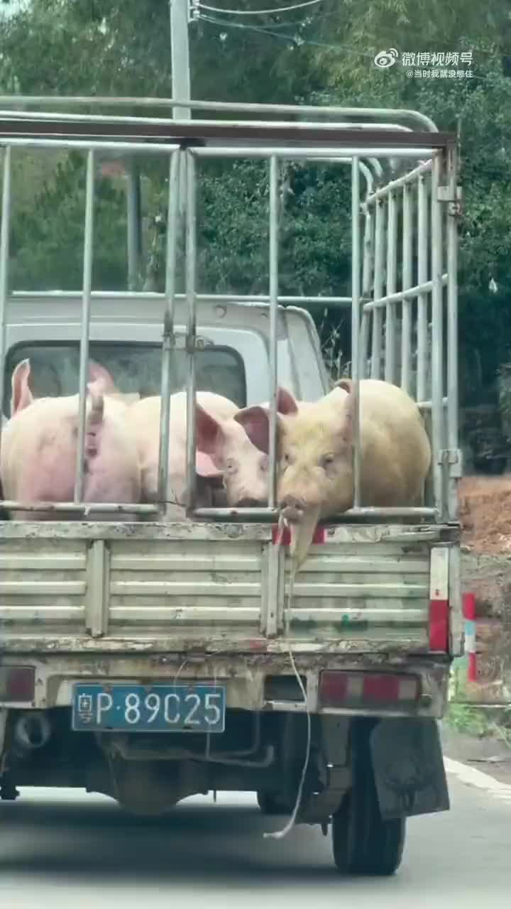 拉猪车最新动态，记录与友情路上的温馨日常