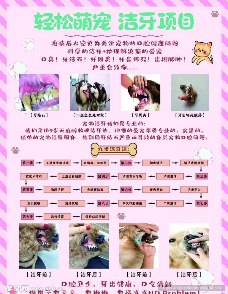 从零开始养宠的详细步骤指南，最新宠物项目全解析