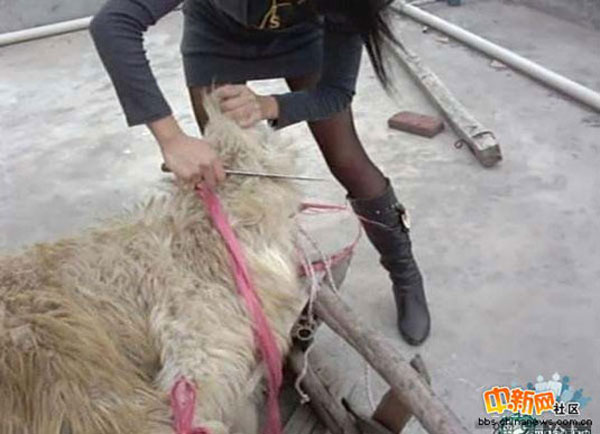女人杀羊的日常趣事与情感纽带，最新观察与体验